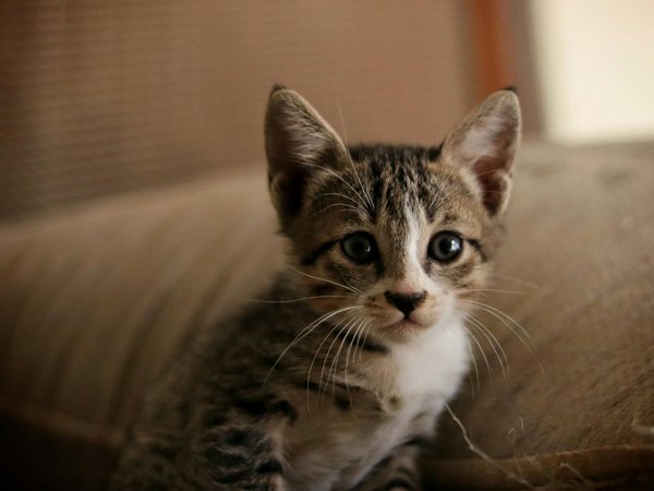 Estratégias criativas para evitar o tédio dos répteis: como enriquecer seu habitat?