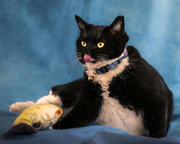 Dicas eficazes para proteger seu gato de brincadeiras com objetos perigosos