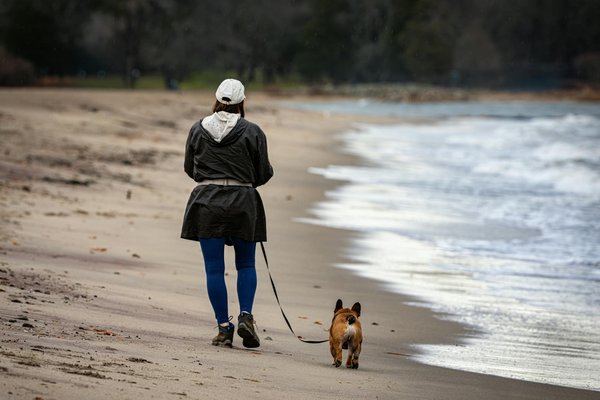 Qual é a importância do adestramento positivo para cães?