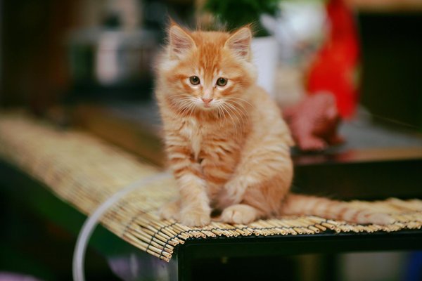 Quais são os efeitos do desmatamento na biodiversidade?